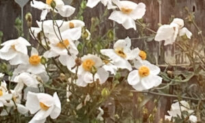 Matilija Poppies